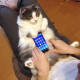 Image for article titled Don't Use Real Rabbits as Your Smartphone Case